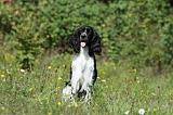 SPRINGER SPANIEL 030